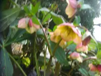 CIMG3957.webp