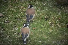 DSCF0589 (2).webp