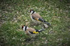 DSCF0591 (2).webp