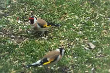 DSCF0593 (2).webp