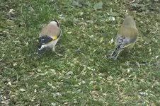 DSCF0594.webp