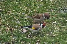 DSCF0595 (2).webp