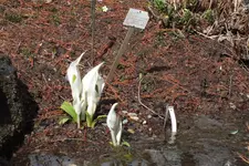 DSCF0537.webp