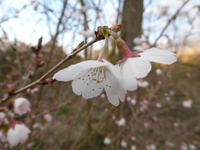 P1310379.webp