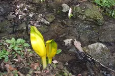DSCF0556.webp
