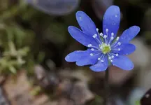 Leberblümchen.webp