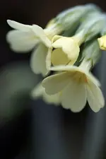 Schlüsselblume (1).webp