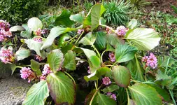 DSCN7438.webp