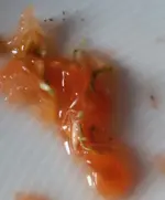 Keim-in-frucht.webp