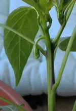 cayenne2.webp