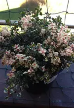 Thymian.webp