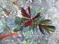 P1310655.webp