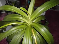 DSCI0011a.webp