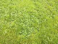 Rasaen 2.webp