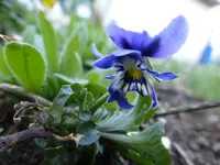 P1310810.webp