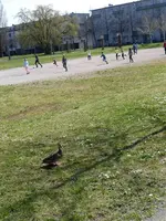 P1310746.webp