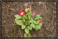 comp_DSC03113.webp