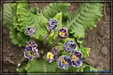 comp_DSC03117.webp