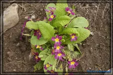 comp_DSC03118.webp