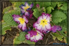 comp_DSC03120.webp