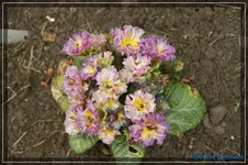 comp_DSC03121.webp