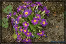 comp_DSC03123.webp