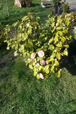 SAM_0487.webp