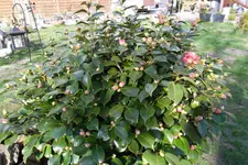 SAM_0486.webp