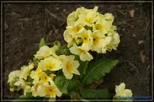 comp_DSC03124.webp