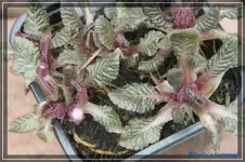 comp_DSC03125.webp