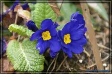 comp_DSC03126.webp