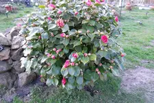 SAM_0491.webp