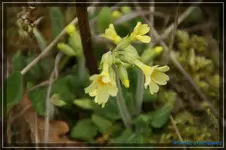 comp_DSC03127.webp