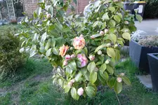 SAM_0492.webp