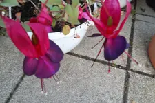 SAM_0494.webp