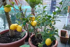 SAM_0495.webp