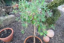SAM_0497.webp