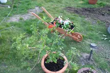 SAM_0498.webp