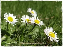 23.webp