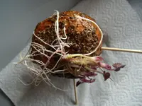 2015-04-05 Süßkartoffel2.webp