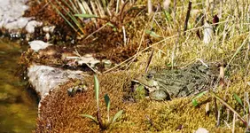 Frosch.webp