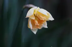 Osterglocken.webp