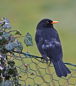 Drossel_ Gefieder grau-schwarz_640.webp