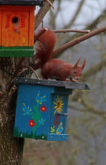 Fridolin an Vogelhäusern_600.webp