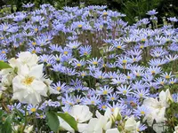 4.5.6.Garten (106)v.webp