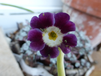 P1300784.webp