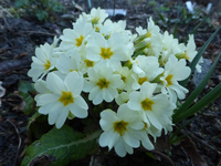 P1300751.webp