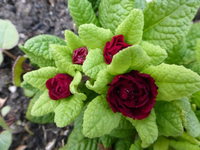 P1310317.webp