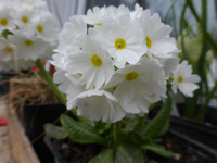 P1310166.webp