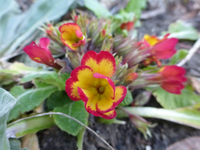 P1310308.webp
